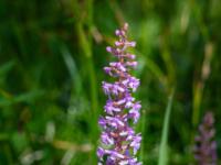 Dichtblütige Händelwurz Orchidee